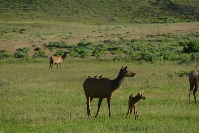 Exclusive Private Yellowstone Excursion: Discover the Upper Loop - Wildlife Viewing Opportunities