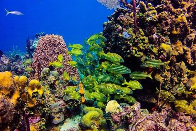 Excursion To Saona Island - Accessibility Considerations