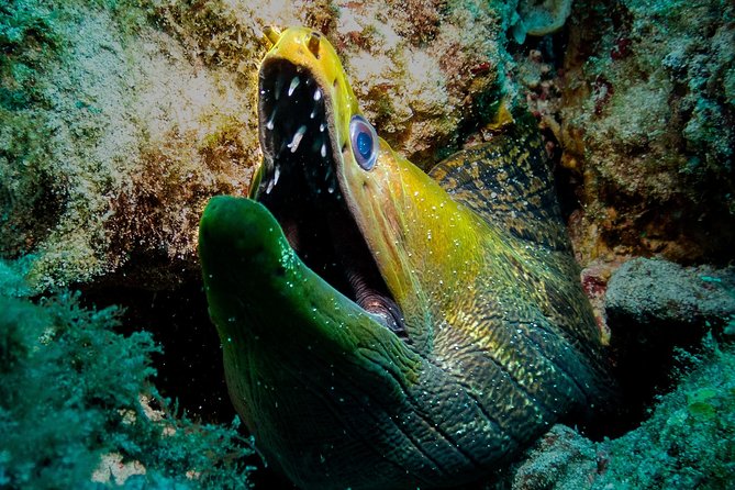 Exploration Dives for Experienced Divers - Scuba Equipment Provided