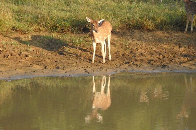 Explore Beauty Of Yala (Ruhuna) National Park From South Coast in One Day. - Pricing Structure and Options