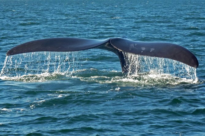 Explore the Garden Route From Cape Town - 4 Days - Natural Wonders and Attractions