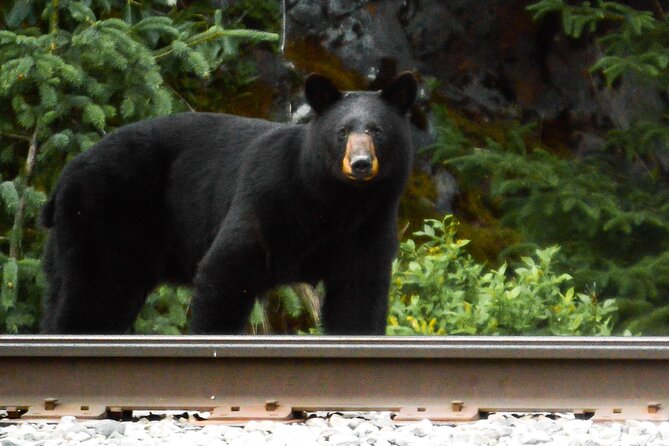 Exquisite Wildlife & Wilderness Photo Tour Anchorage -Whittier - Transportation and Inclusions