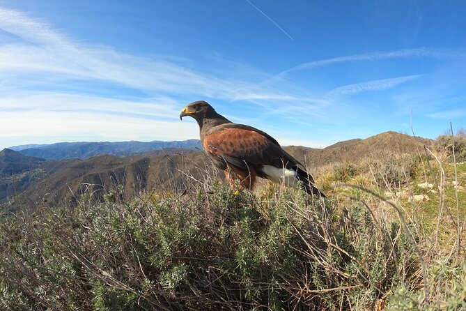 Falconry Experience in Tuscany - Cancellation Policy and Refunds