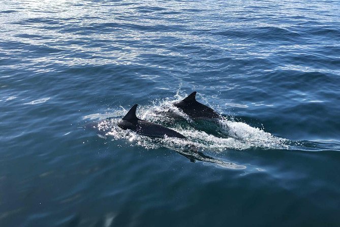 Family and Private Group Whale and Dolphin Watching - Wildlife Sightings Expectations