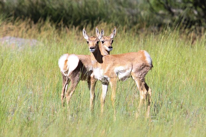 Family Friendly Private Tour at Yellowstone National Park W/Lunch - Tour Details