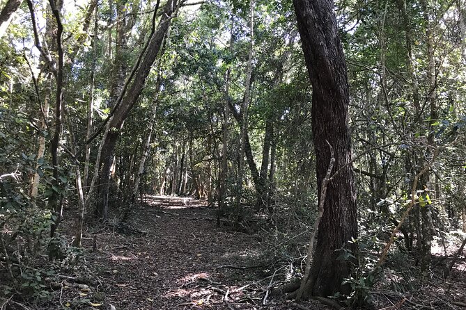 Forest Walk With Picnic and Wildife Tour - Pricing and Availability