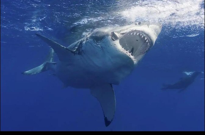From Cape Town :Cape Agulhas &Whale Watching Tour in Hermanus - Traveler Reviews