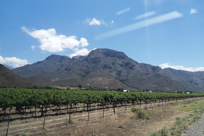 From CapeTown:TableMountain,Penguins &Wine Testing in Constantia - Wine Tasting in Constantia
