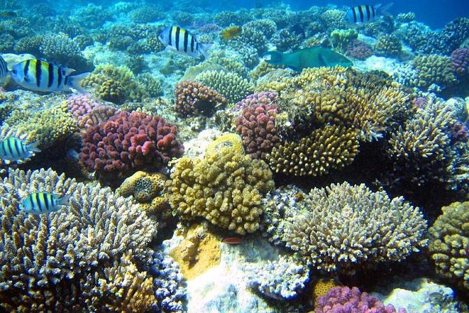 From Hurghada: Sharm El Naga Full-Day Snorkeling Tour - Pricing Information