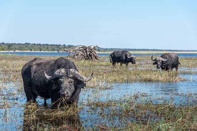From Livingstone, Victoria Falls or Kasane - Chobe Day Tour - Why Choose Maano Adventures