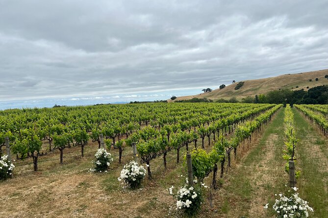 From San Francisco: Napa/Sonoma Wine Tour & 2-Day Hop-on Hop-off - Customer Feedback and Reviews