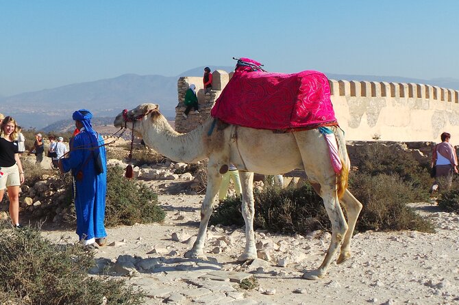 From Taghazoute : 2 Hours Agadir Camel Ride With Transfers and Tea Break - What to Expect