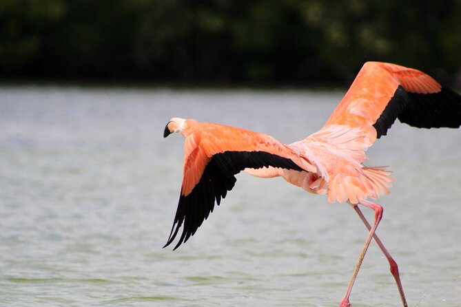 From Valladolid: Rio Lagartos + Coloradas + Ek Balam + Cenote (Transport) - Customer Experiences