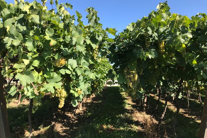 From Verona: Prosecco & Classic Method Sparkling Wine Tour, With Light Lunch - Exploring Soave