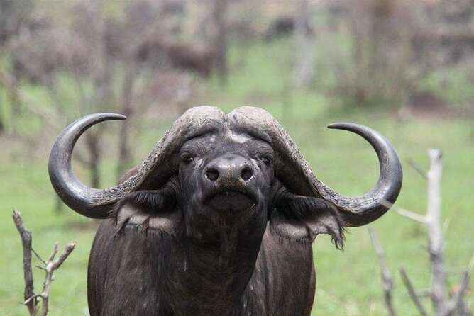 Full Day Addo and Schotia Private Game Reserve Safari - Practical Information and Logistics