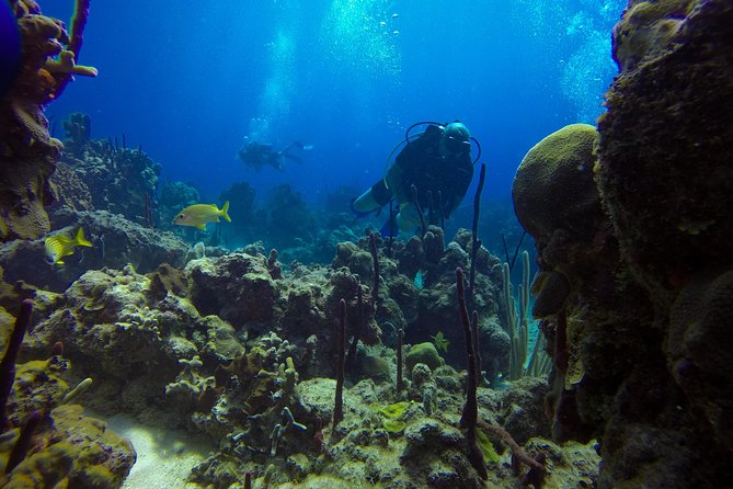 Full-Day Catalina Island Scuba Diving Tour From La Romana - Dining and Drinks