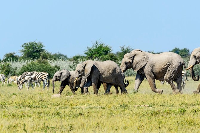 Full Day Chobe Game Drive, Guided Tour of Falls & 15 Mins Helicopter Flight - Reviews and Pricing
