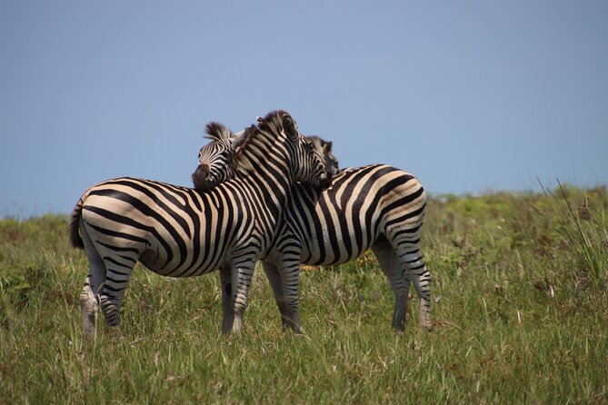 Full-Day Family Hluhluwe Imfolozi Park Safari Experience - Tips for a Successful Safari