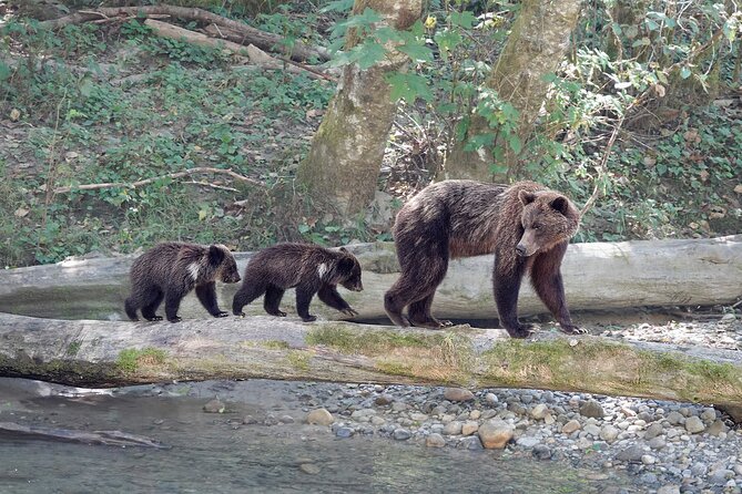 Full Day Grizzly Bear Tour to Bute Inlet - Meeting and Departure Details
