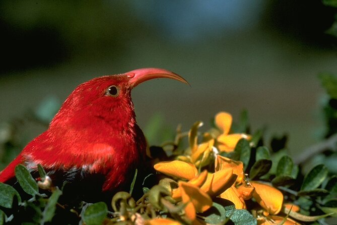 Full-Day Hakalau Forest Reserve Bird Watching Adventure - Guide Expertise