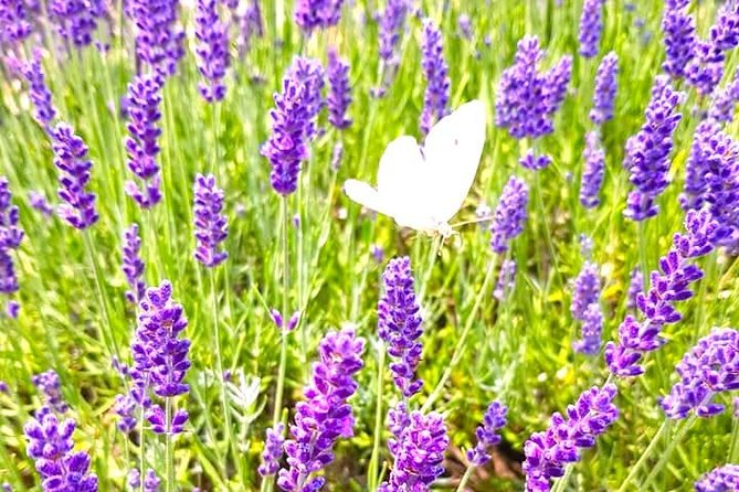 Full-Day Highlights of Prince Edward County Private Tour - Private Transportation