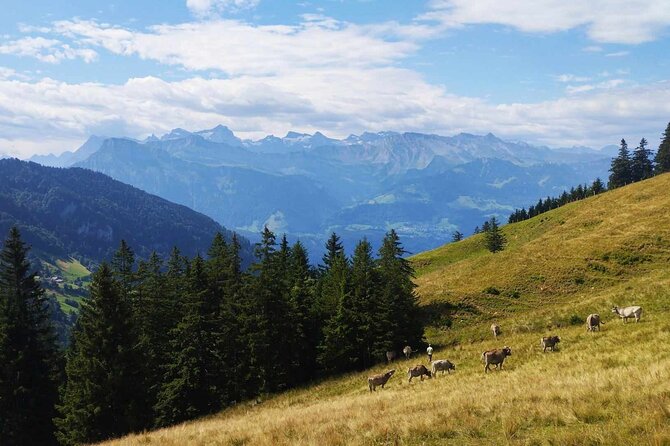 Full-Day Hiking Swiss Alps and Lake Lucerne With Pick-Up - Tour Experience