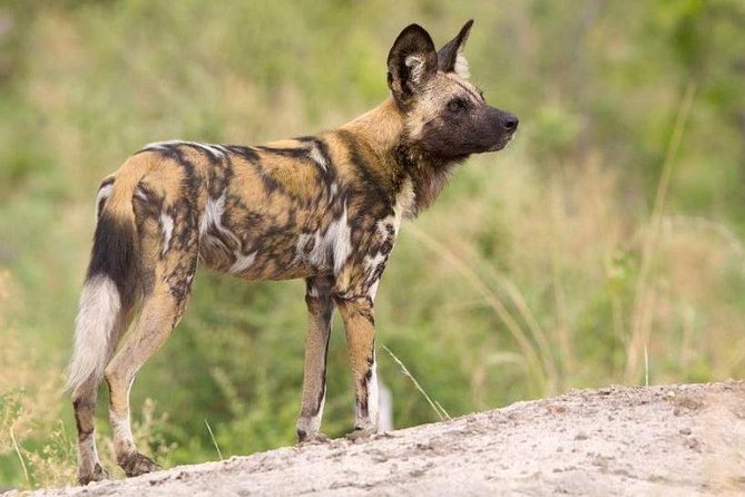 Full Day - Hluhluwe Imfolozi Game Reserve 1 Day Tour From Durban - Pricing and Offers