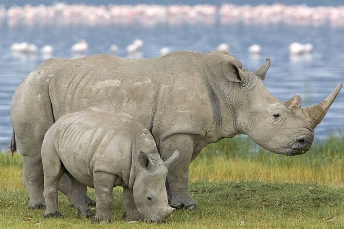 Full Day Hluhluwe Imfolozi Game Reserve From Durban - Additional Information