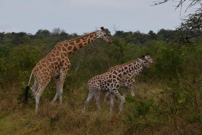 Full-Day Lake Mburo National Park Safari With Boat Trip (2 Day Option Available) - Reviews and Ratings
