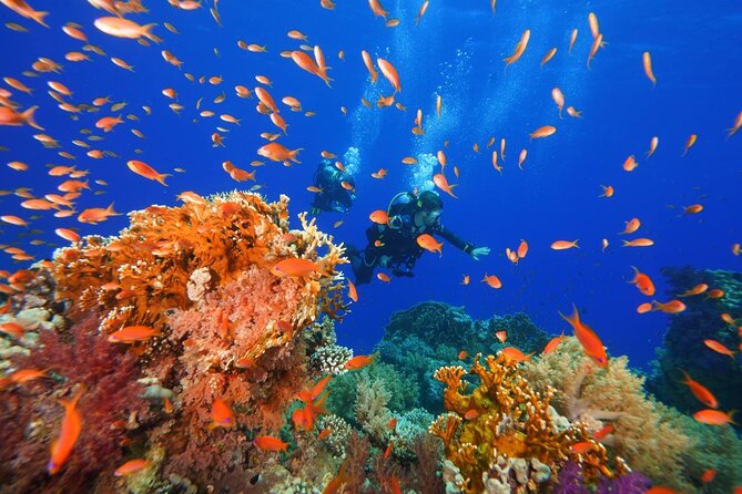 Full Day on Boat With 2 Dives in the Marine Parks of Sharm - Tips for an Enjoyable Experience