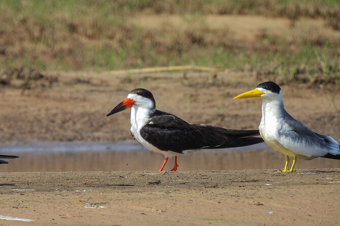Full Day Paraguay River Nature and Wildlife Boat Tour - Paraguayan Culture and Cuisine