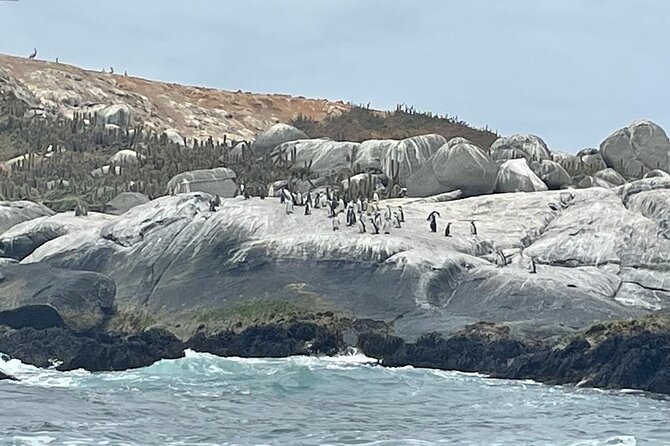 Full-Day Penguins Island, Winery & Horse Riding From Santiago - Picnic in Zapallar