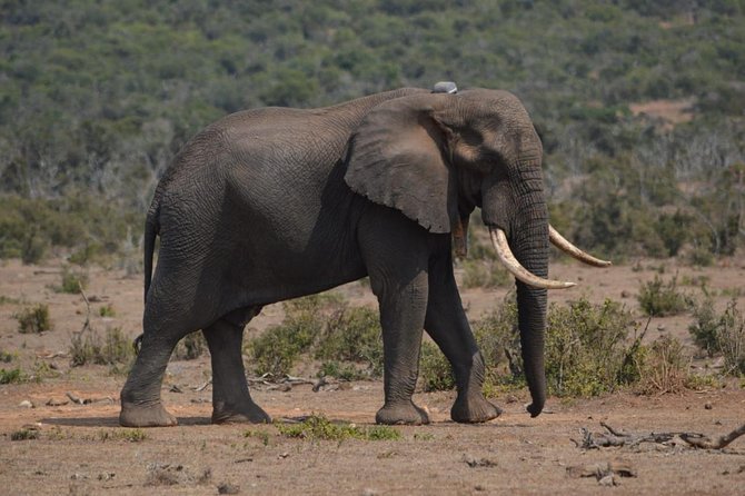Full Day Private Addo Elephant Safari Min 2 Pax Max 6 Pax - Vehicle Comfort and Maintenance Concerns