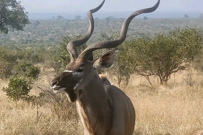 Full Day Private Pilanesberg Open Vehicle Safari - Wildlife Sightings