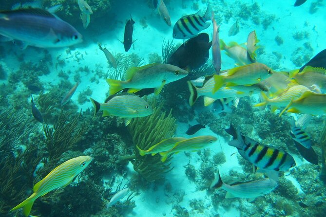 Full-Day Private Stingray City Snorkeling and Starfish Beach Tour - Additional Information