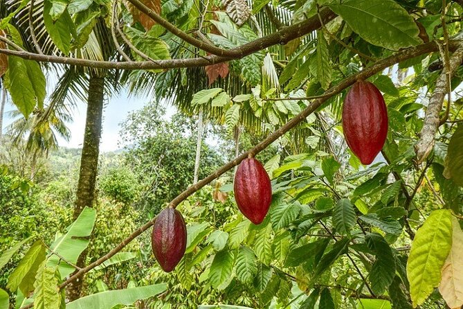 Full-Day Private Tour in Miches and La Jarda Waterfall Experience - Traveler Feedback and Reminders