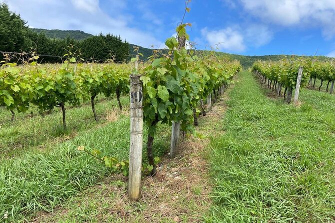 Full-Day Private Wine Tasting Tour in La Rioja With Lunch - Stellar Reviews