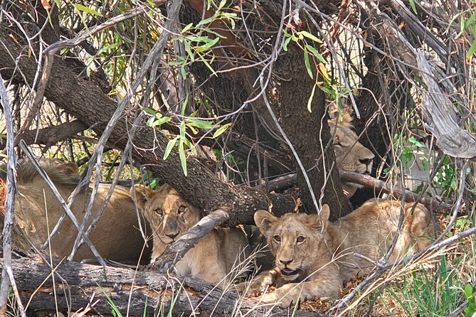 Full Day Safari From Johannesburg - Pilanesberg Nature Reserve - Accessibility and Requirements