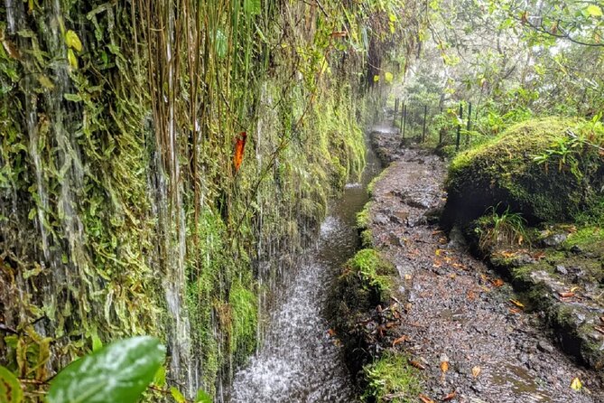 Full-Day Self Guided Hike in Caldeirão Verde Levada - Scenic Forest Landscapes
