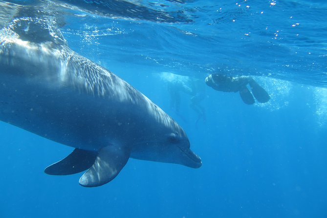 Full-Day Snorkeling With Dolphins in Hurghada With Lunch - Snorkeling Experience Highlights