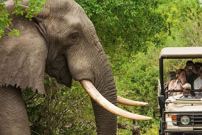 Full Day -Tala Game Reserve, Natal Lion Park, Phezulu From Durban - Meeting and Pickup Details