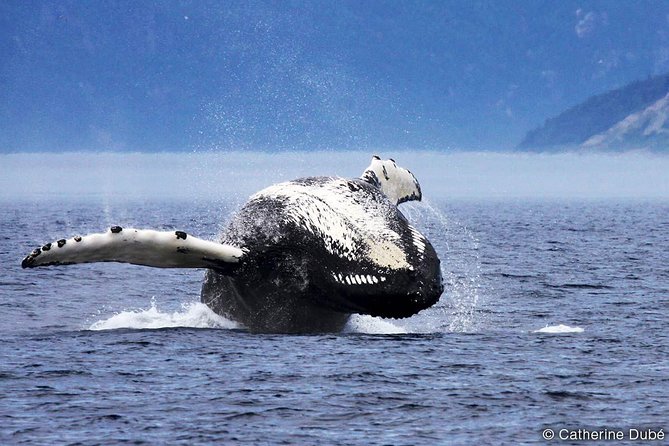 Full-Day Whale Watching Cruise From Quebec City - Customer Experiences