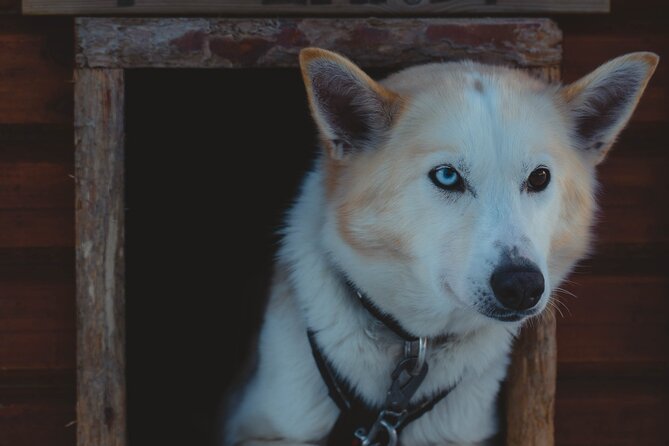Fun & Easy Dog Sledding Adventure - Early Bird 08:10 - Included in the Experience