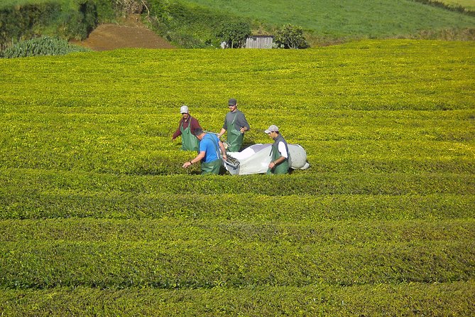 Furnas Full Day Tour | Full Day Furnas Tour (Min. 2 Persons) - Booking Process