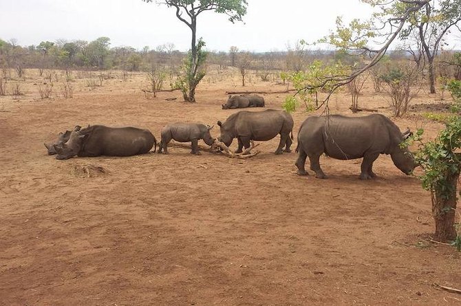 Game Drive and Rhino Viewing Safari - Accessibility and Comfort