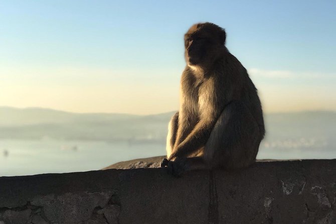 Gibraltar Sightseeing Private Full Day Shore Excursion - Customer Reviews