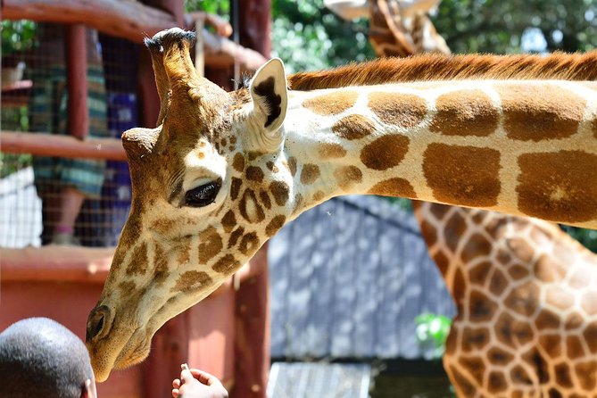 Giraffe Centre, Elephant Orphanage, National Museum & Beads Center - Tour Requirements