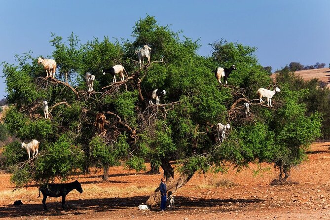 Goats on the Tree Trip From Agadir & Taghazout - Customer Reviews and Ratings