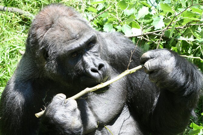 Gorilla Tracking & Batwa Culture Experience - Health and Safety Considerations