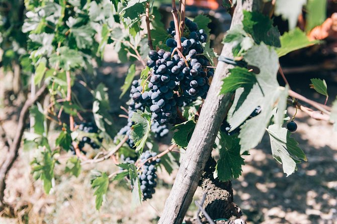 Grape Stomping in Chianti Tuscan Farmhouse From Siena - Grape Stomping Experience